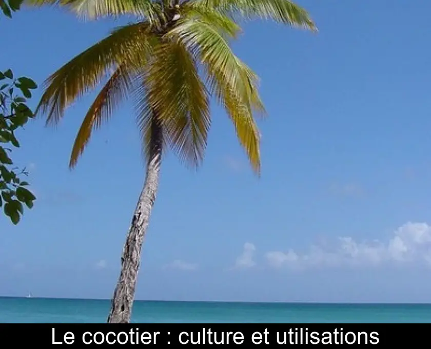 Le cocotier : culture et utilisations