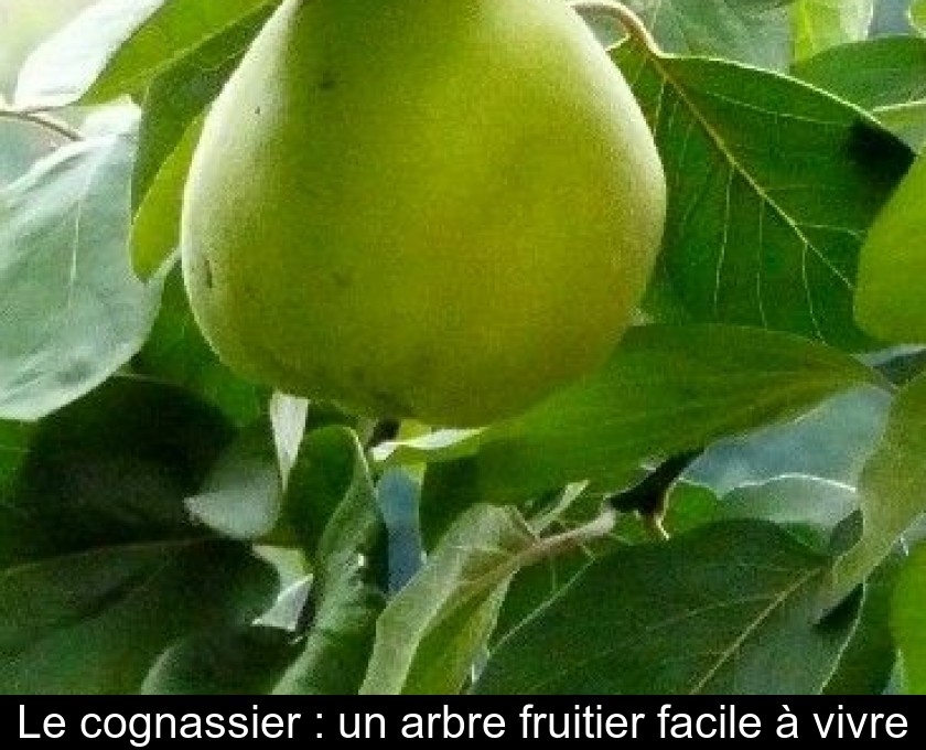 Le cognassier : un arbre fruitier facile à vivre Le cognassier : un arbre fruitier facile à vivre