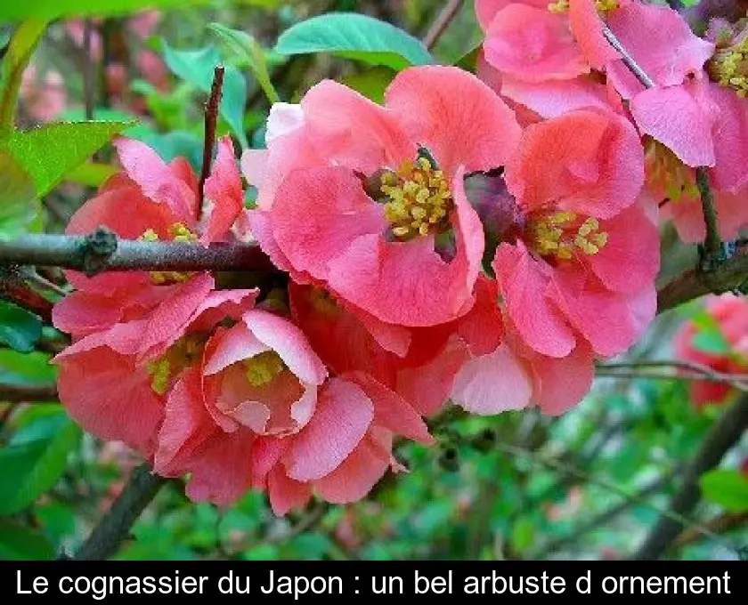 Le cognassier du Japon : un bel arbuste d'ornement