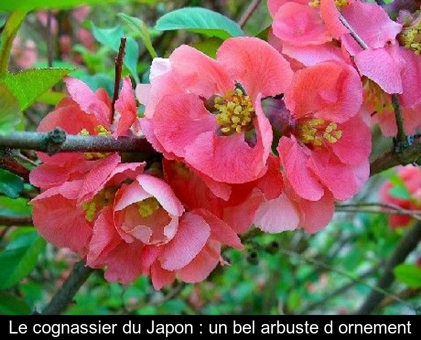 Le cognassier du Japon : un bel arbuste d'ornement Le cognassier du Japon : un bel arbuste d'ornement