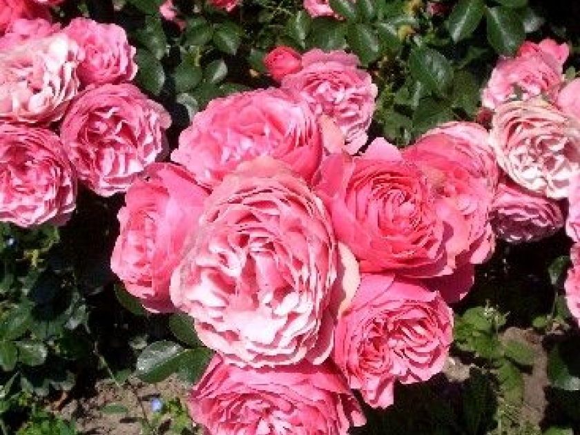 Le Concours de roses de Bagatelle : présentation et histoire Le Concours de roses de Bagatelle : présentation et histoire