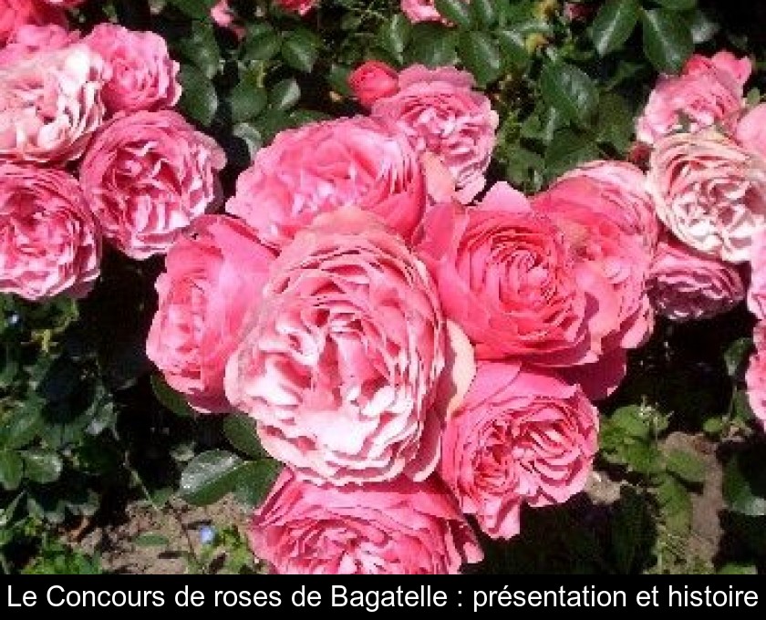 Le Concours de roses de Bagatelle : présentation et histoire Le Concours de roses de Bagatelle : présentation et histoire