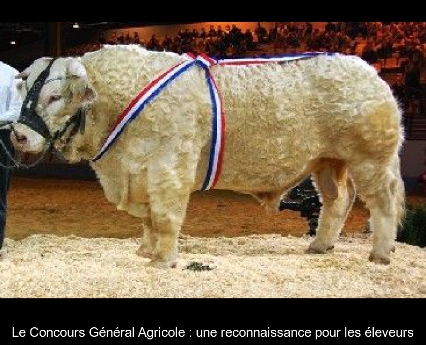 Le Concours Général Agricole : une reconnaissance pour les éleveurs Le Concours Général Agricole : une reconnaissance pour les éleveurs