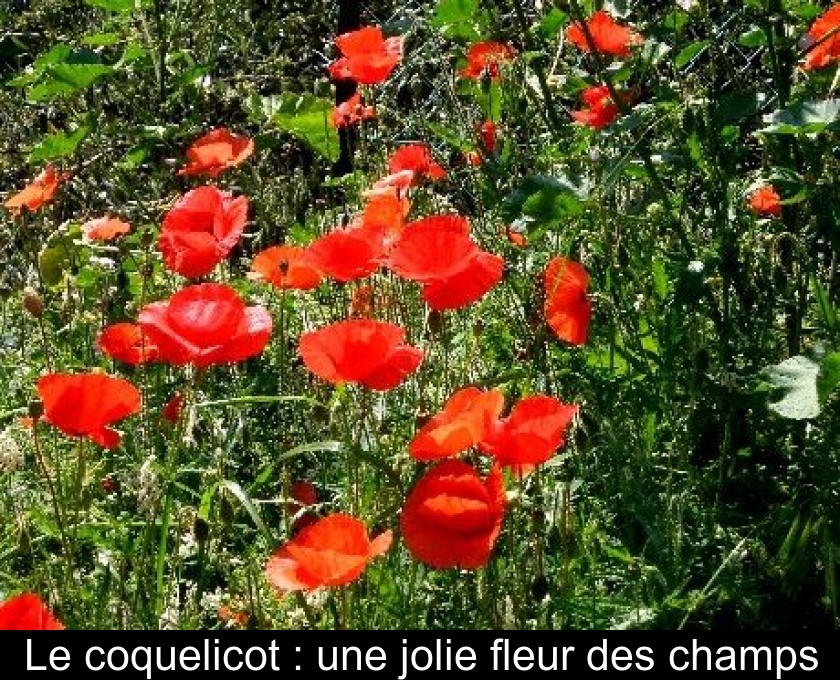 Le coquelicot : une jolie fleur des champs