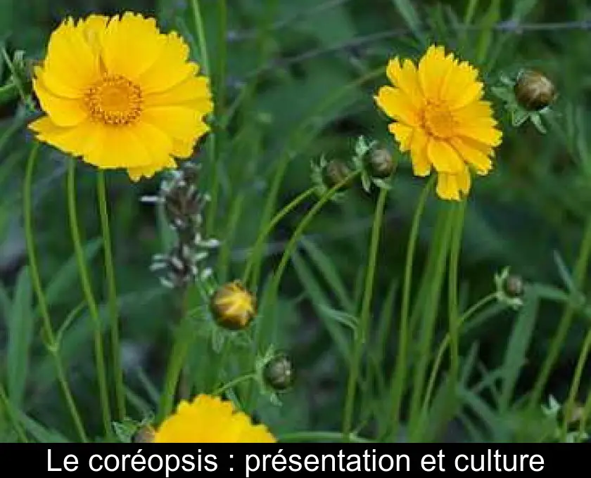 Le coréopsis : présentation et culture