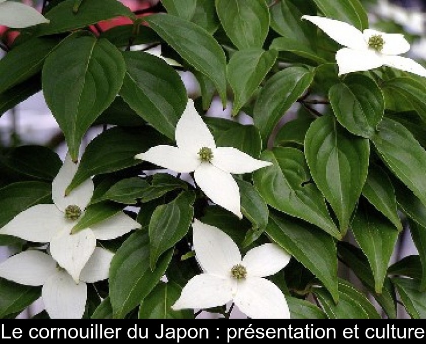 Le cornouiller du Japon : présentation et culture