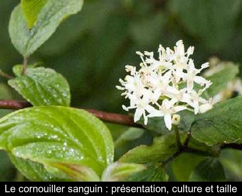 Le cornouiller sanguin : présentation, culture et taille Le cornouiller sanguin : présentation, culture et taille