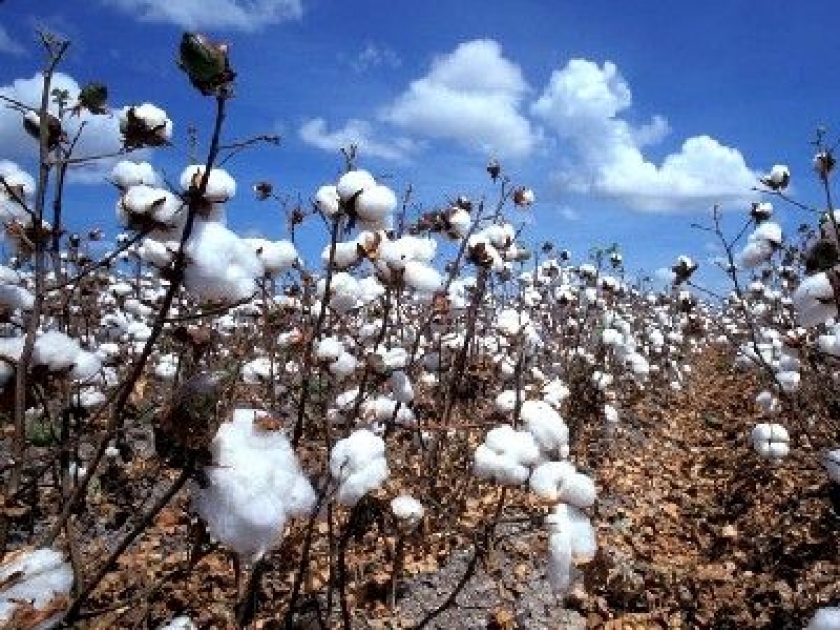 Le coton : histoire et procédé de fabrication Le coton : histoire et procédé de fabrication
