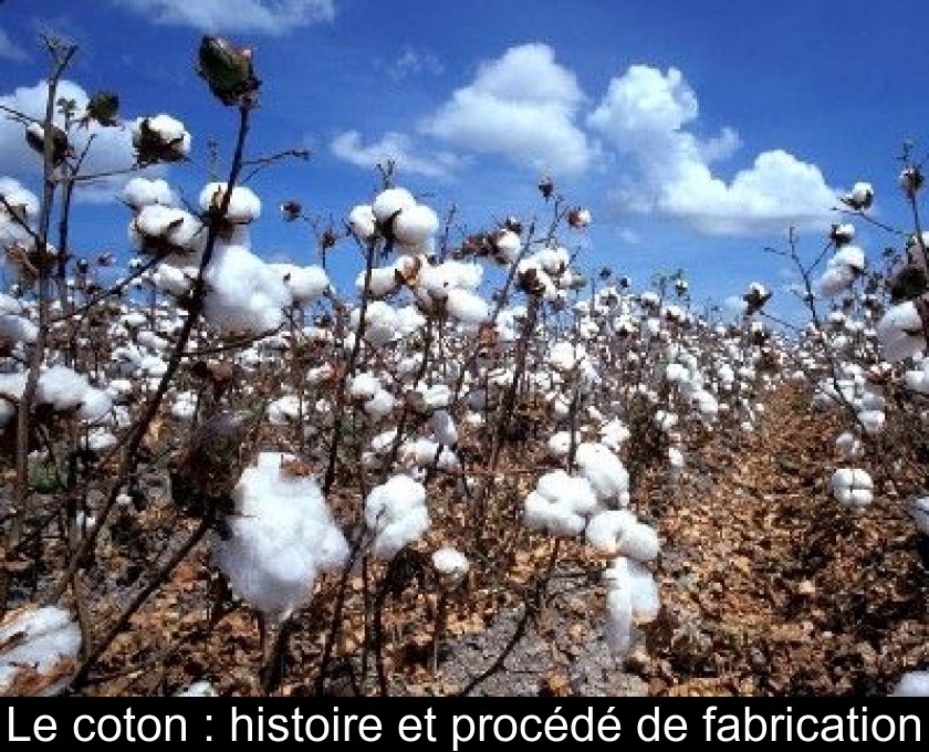 Le coton : histoire et procédé de fabrication Le coton : histoire et procédé de fabrication