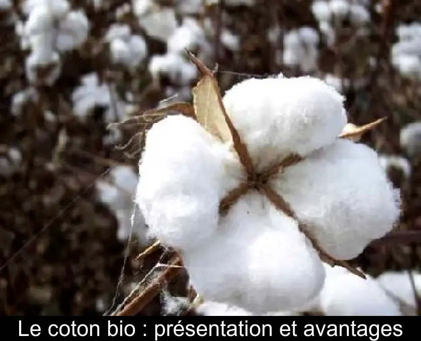 Le coton bio : présentation et avantages