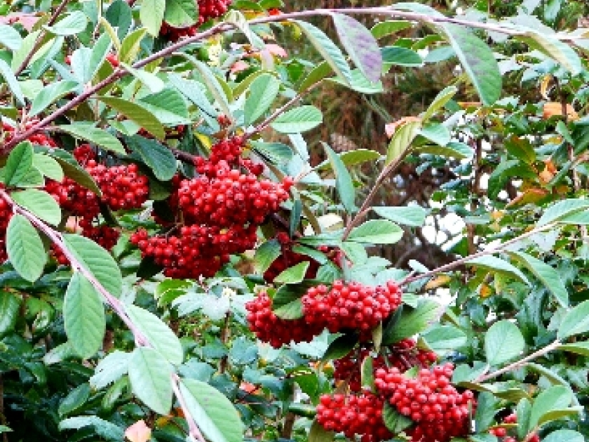 Le cotonéaster : un arbuste aux baies décoratives Le cotonéaster : un arbuste aux baies décoratives
