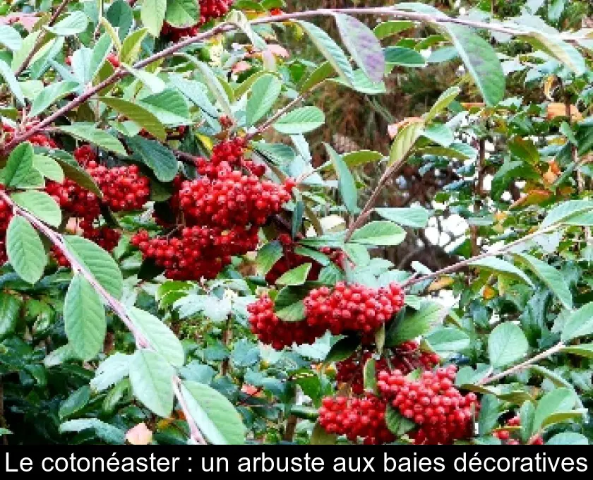 Le cotonéaster : un arbuste aux baies décoratives