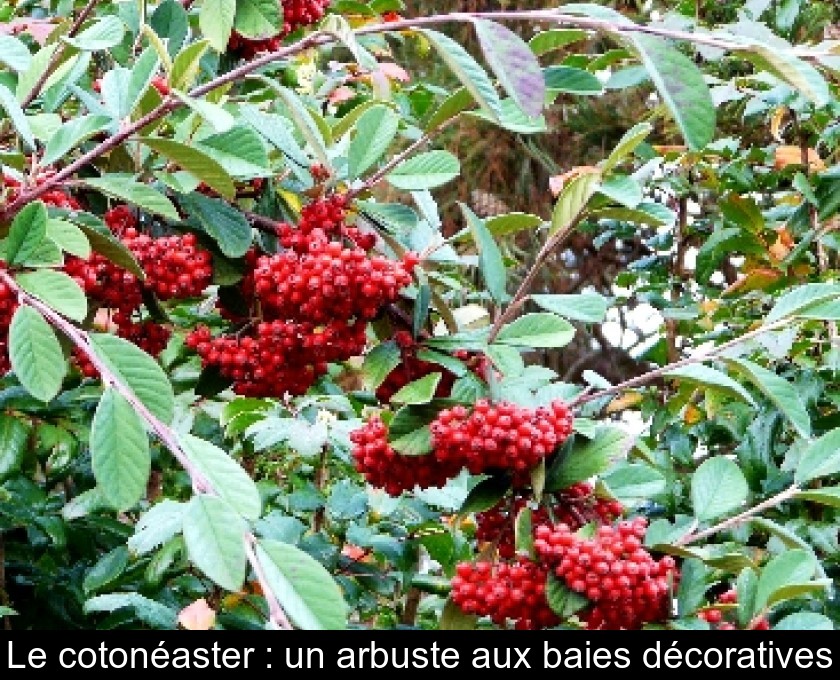 Le cotonéaster : un arbuste aux baies décoratives Le cotonéaster : un arbuste aux baies décoratives
