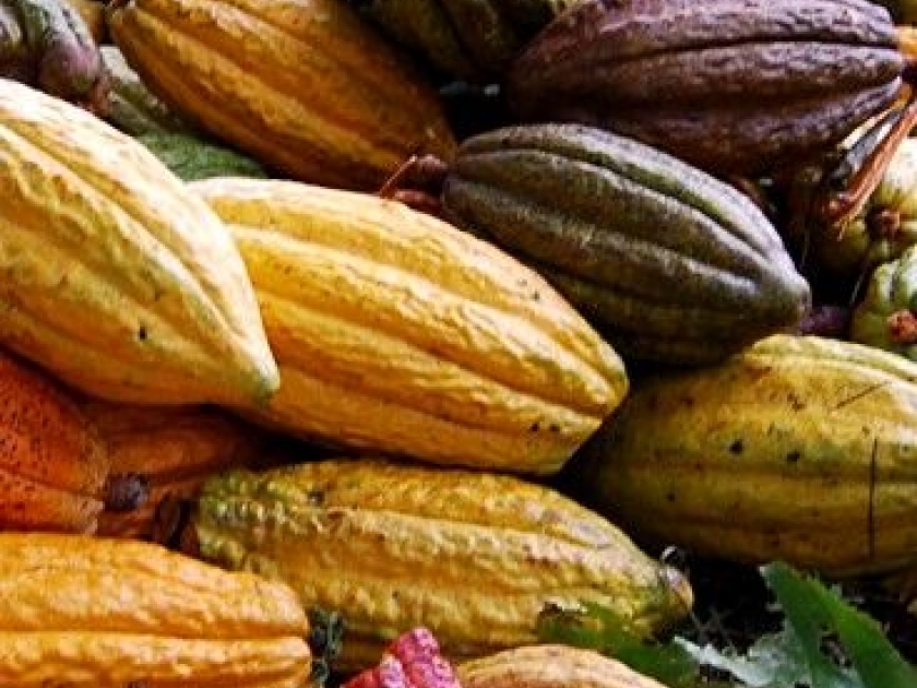 Le criollo : le plus précieux des cacaos Le criollo : le plus précieux des cacaos