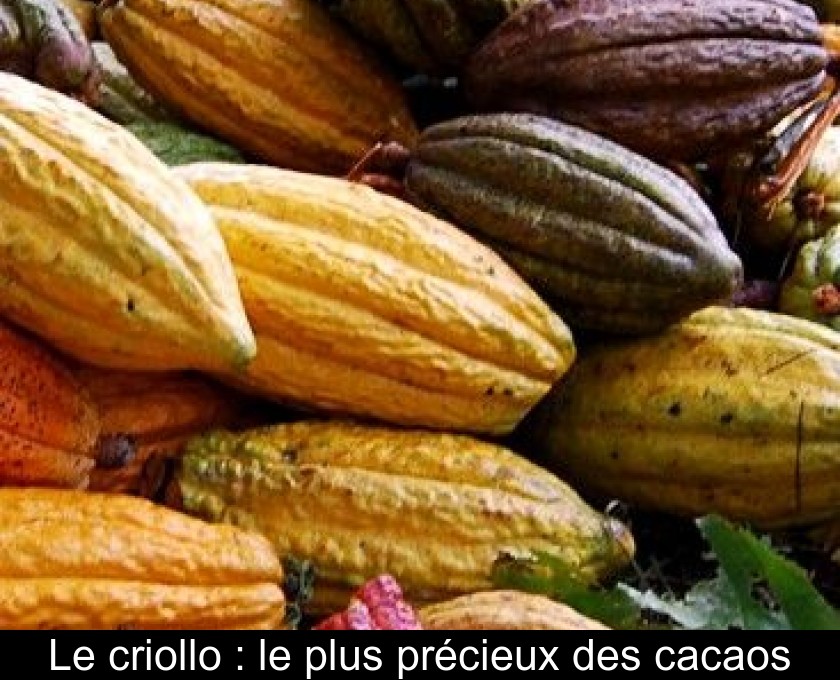 Le criollo : le plus précieux des cacaos Le criollo : le plus précieux des cacaos