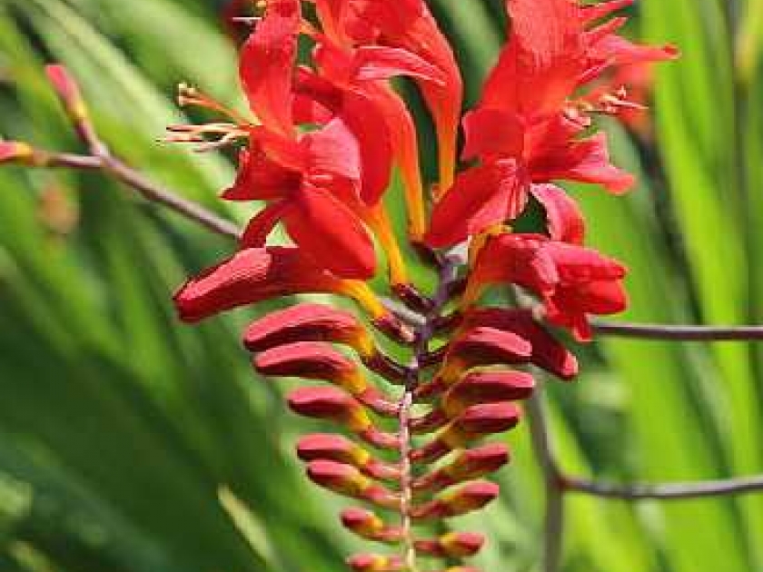 Le crocosmia : une fleur à bulbe flamboyante Le crocosmia : une fleur à bulbe flamboyante