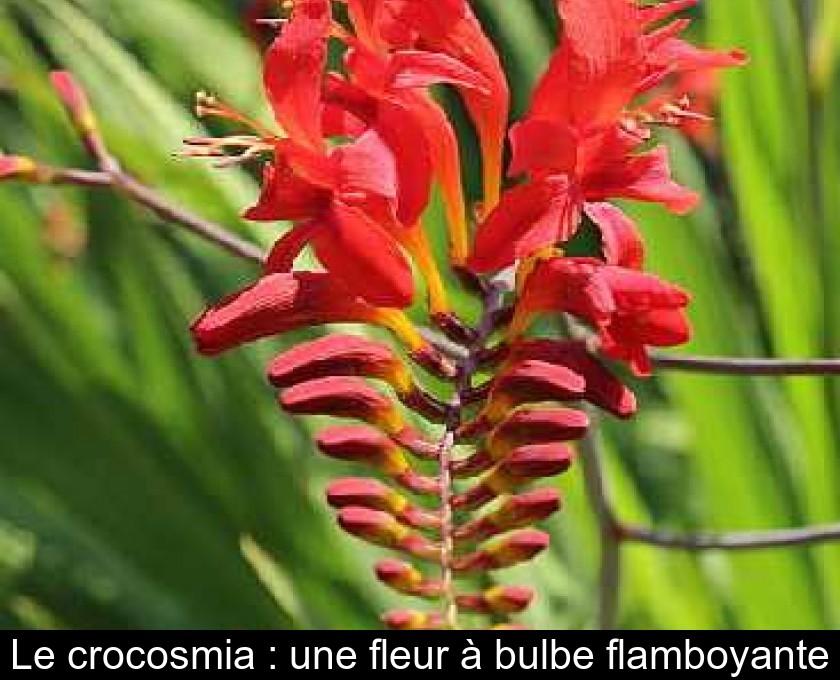 Le crocosmia : une fleur à bulbe flamboyante