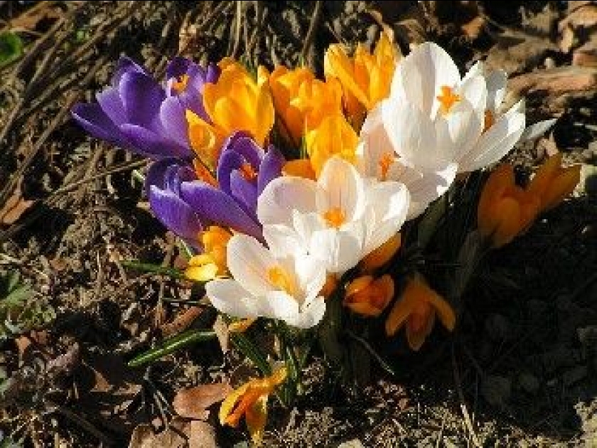 Le crocus : une jolie floraison en toutes saisons Le crocus : une jolie floraison en toutes saisons