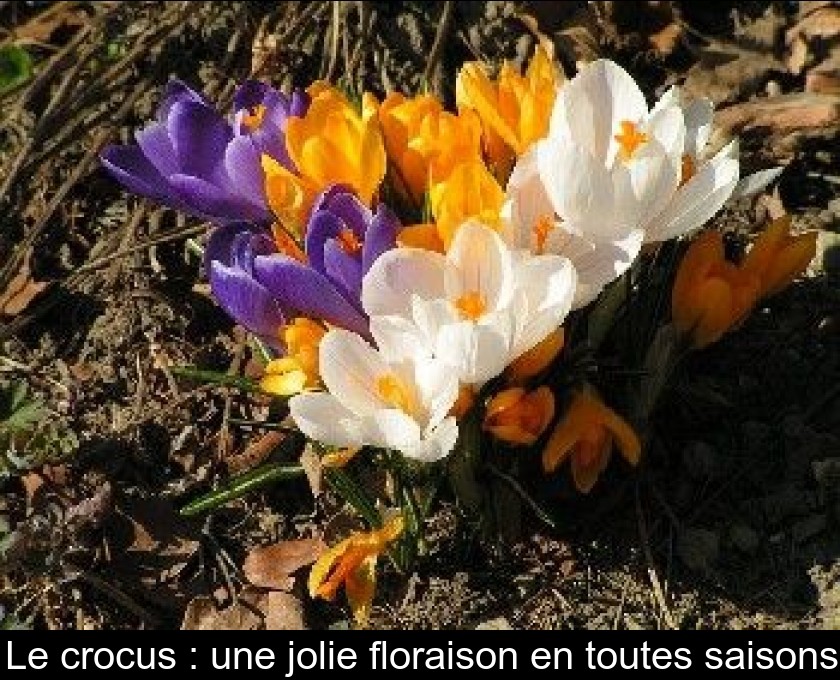Le crocus : une jolie floraison en toutes saisons Le crocus : une jolie floraison en toutes saisons