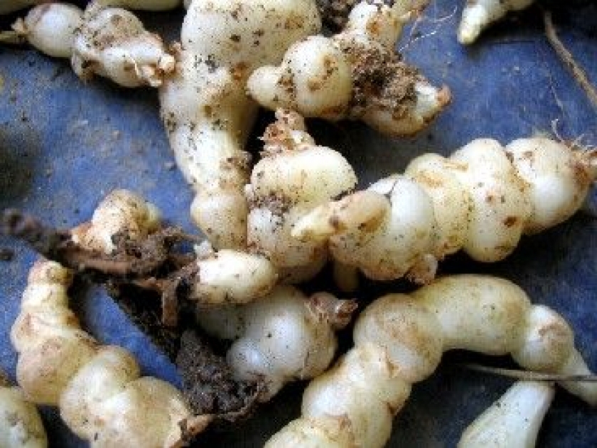 Le crosne : un légume oublié Le crosne : un légume oublié