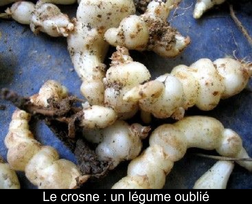 Le crosne : un légume oublié Le crosne : un légume oublié