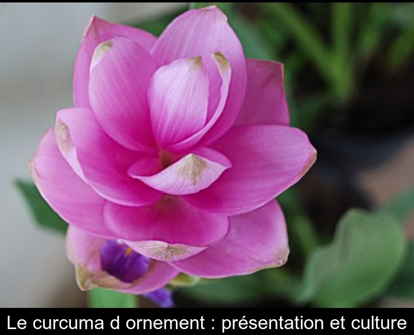 Le curcuma d'ornement : présentation et culture