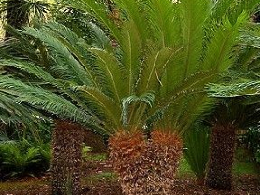 Le cycas : présentation et entretien Le cycas : présentation et entretien