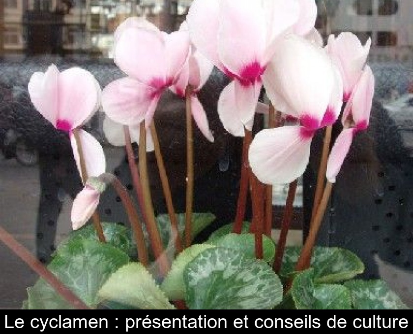 Le cyclamen : présentation et conseils de culture Le cyclamen : présentation et conseils de culture