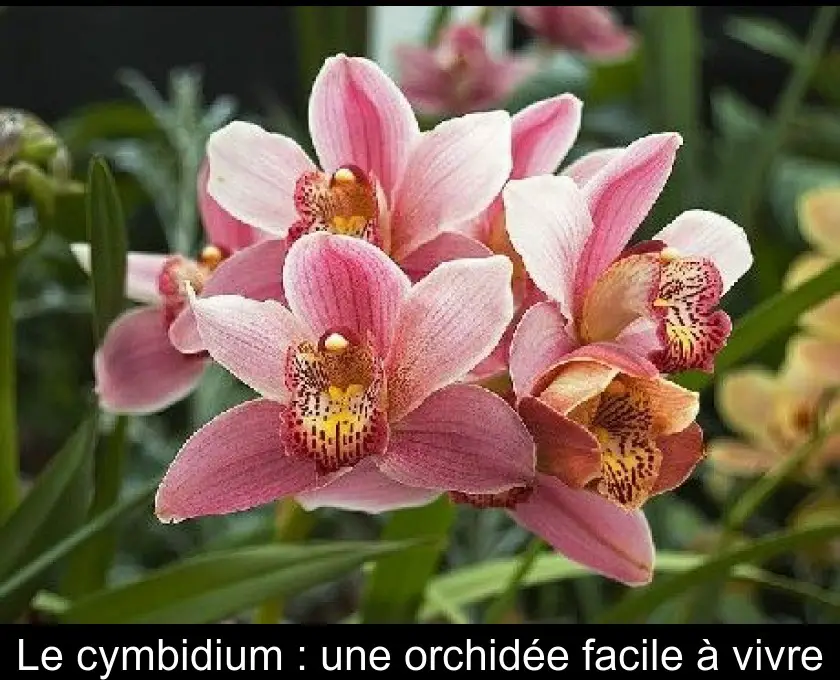 Le cymbidium : une orchidée facile à vivre