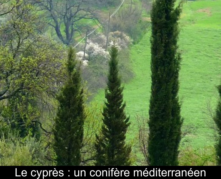 Le cyprès : un conifère méditerranéen Le cyprès : un conifère méditerranéen