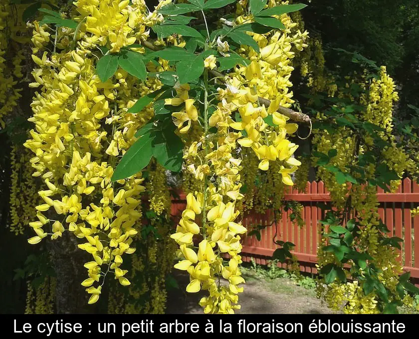 Le cytise : un petit arbre à la floraison éblouissante