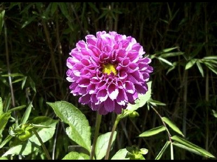 Le dahlia : plantation et entretien Le dahlia : plantation et entretien