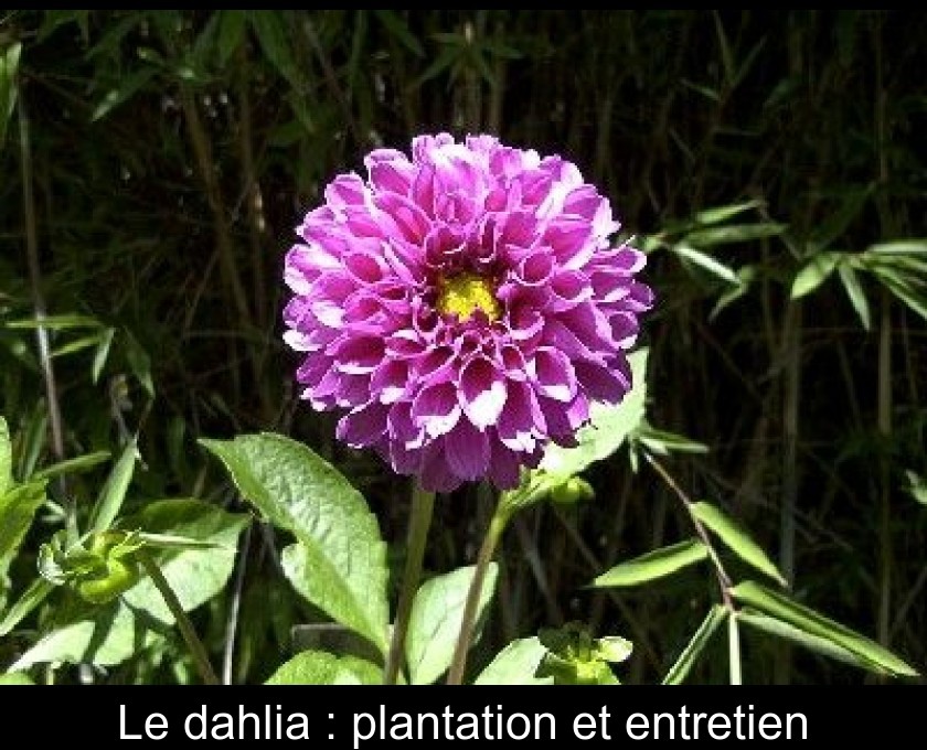 Le dahlia : plantation et entretien Le dahlia : plantation et entretien