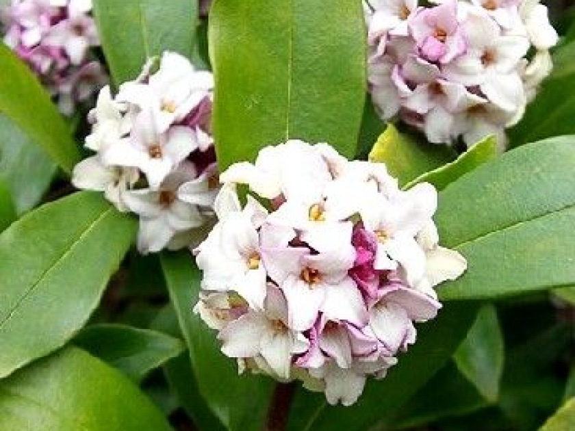 Le daphné ou bois joli : un arbuste odorant Le daphné ou bois joli : un arbuste odorant