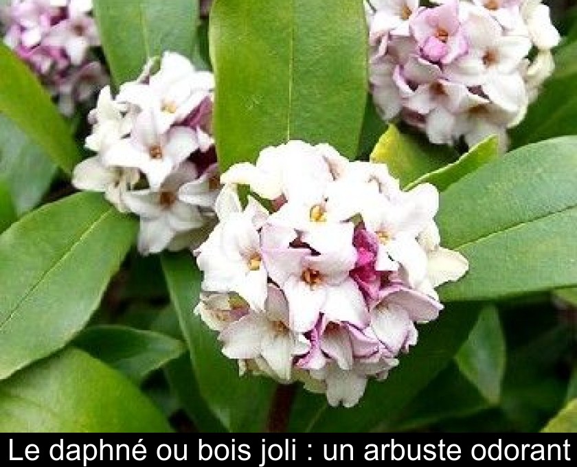 Le ou bois joli un arbuste odorant