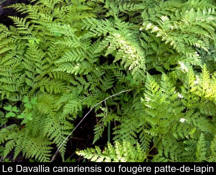 Le Davallia canariensis ou fougère patte-de-lapin