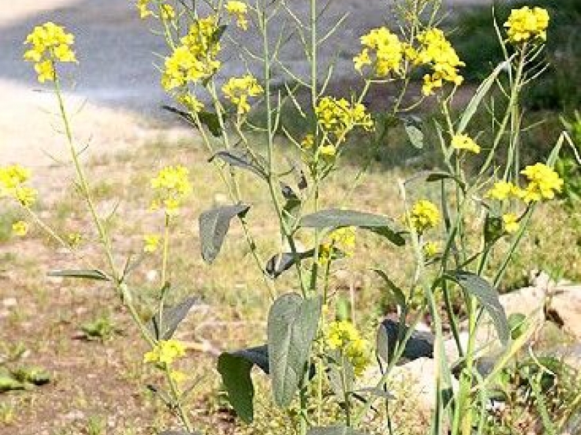 Lhuile de ricin et la croissance des cheveu sur la personne
