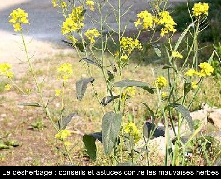 Le désherbage : conseils et astuces contre les mauvaises herbes Le désherbage : conseils et astuces contre les mauvaises herbes