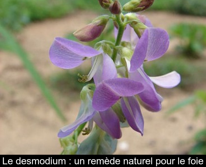 Le desmodium : un remède naturel pour le foie