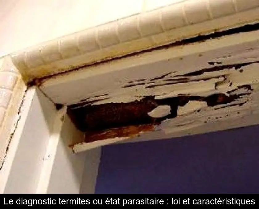 Le diagnostic termites ou état parasitaire : loi et caractéristiques