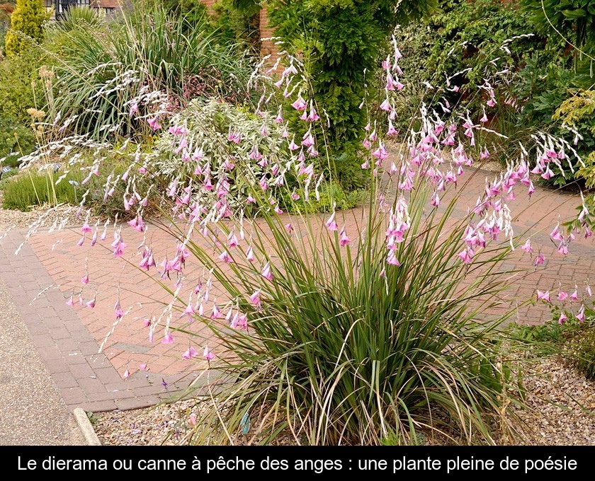 Le dierama ou canne à pêche des anges : une plante pleine de poésie Le dierama ou canne à pêche des anges : une plante pleine de poésie