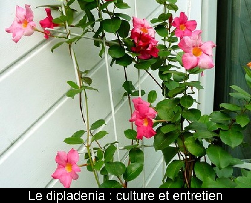 Le dipladenia : culture et entretien Le dipladenia : culture et entretien