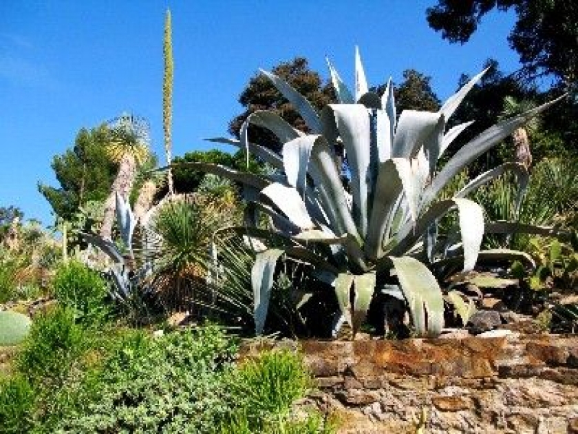 Le Domaine du Rayol : un jardin extraordinaire Le Domaine du Rayol : un jardin extraordinaire