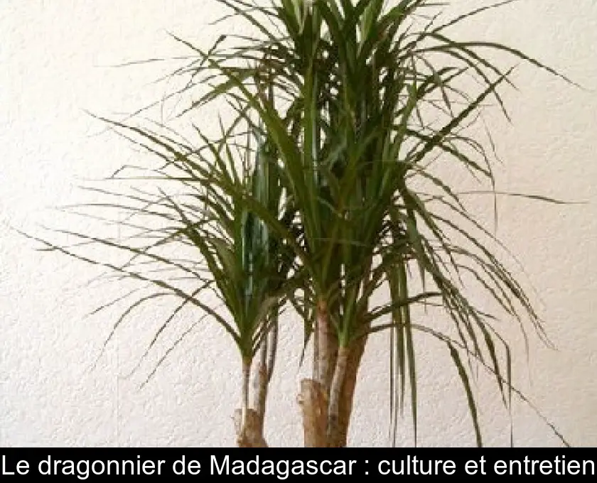 Le dragonnier de Madagascar : culture et entretien