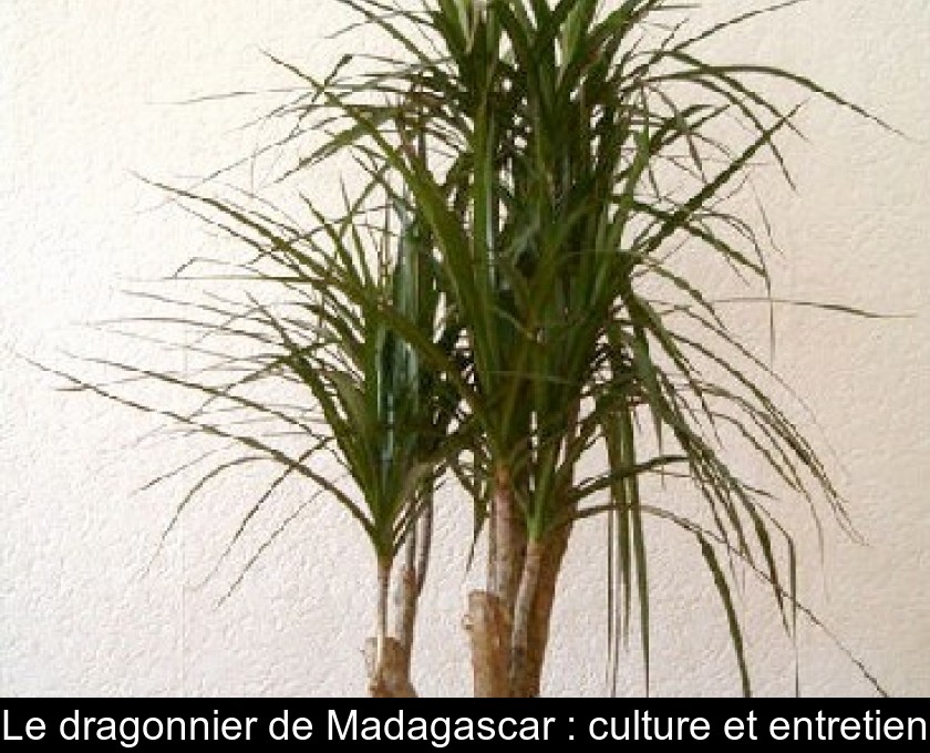 Le dragonnier de Madagascar : culture et entretien Le dragonnier de Madagascar : culture et entretien
