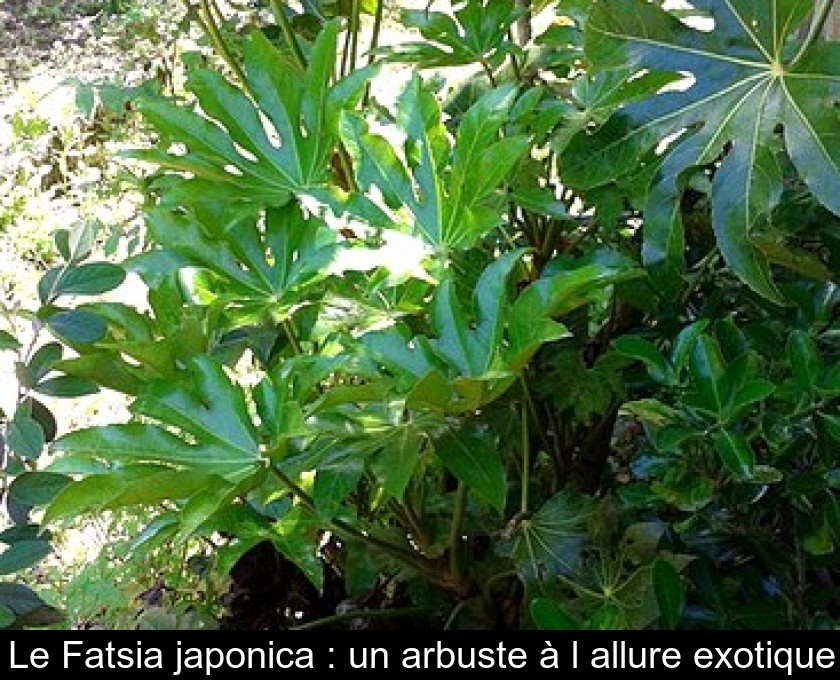 Le Fatsia japonica : un arbuste à l'allure exotique Le Fatsia japonica : un arbuste à l'allure exotique