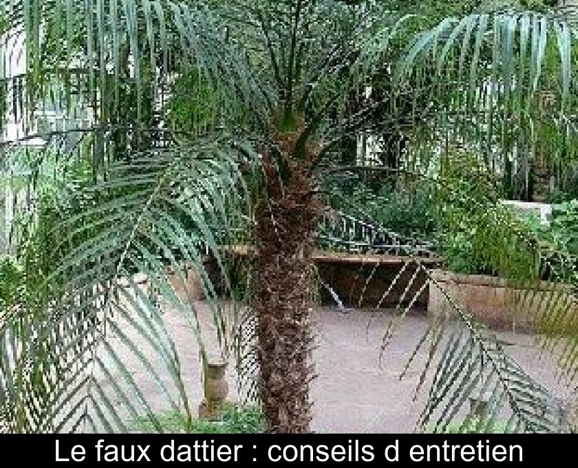 Le faux dattier : conseils d'entretien Le faux dattier : conseils d'entretien