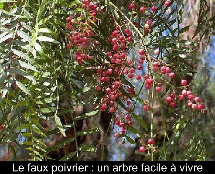Le faux poivrier : un arbre facile à vivre Le faux poivrier : un arbre facile à vivre
