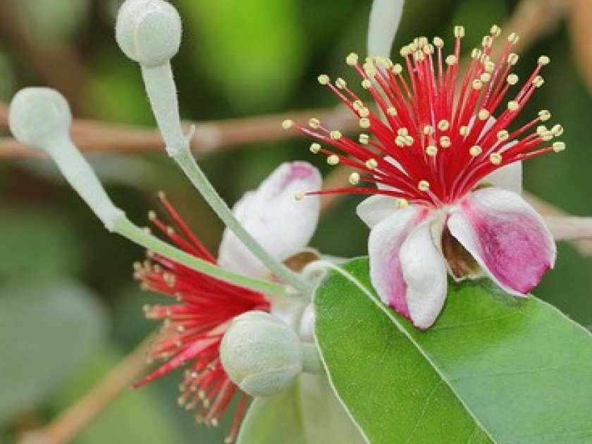 Le feijoa : un arbuste aux multiples attraits Le feijoa : un arbuste aux multiples attraits
