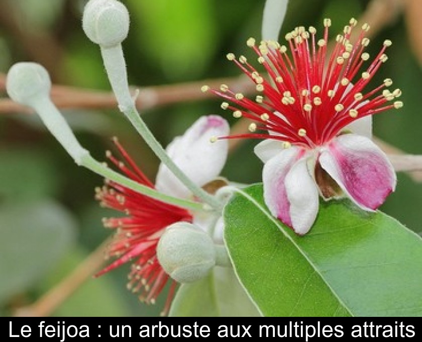 Le feijoa : un arbuste aux multiples attraits Le feijoa : un arbuste aux multiples attraits